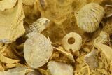 Miniature Ammonite, Brachiopod & Echinoid Fossil Cluster - France #129951-4